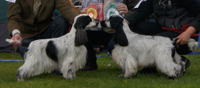 BIRBIM Cocker narbild Lillesand 2012